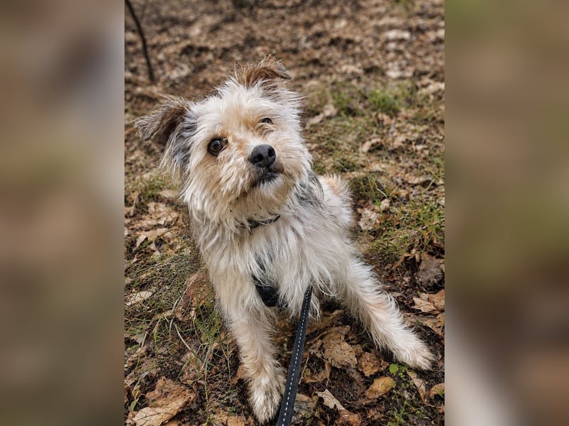 Lumi(/Pityu) - Sensibler Hundejunge Lumi sucht sein Für-Immer-Zuhause- auf PS 21406 Melbeck!