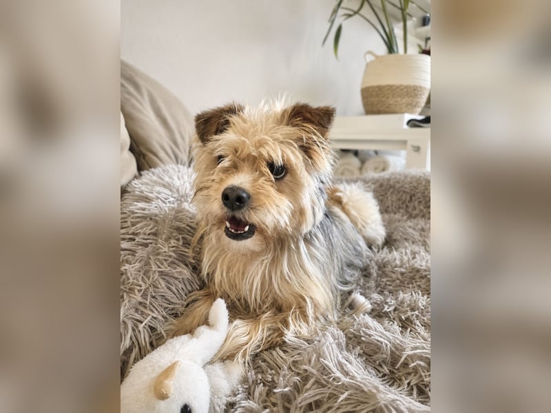 Lumi(/Pityu) - Sensibler Hundejunge Lumi sucht sein Für-Immer-Zuhause- auf PS 21406 Melbeck!
