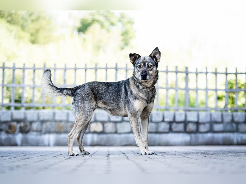 Suzi - verfressene Frohnatur sucht ihre Menschen!