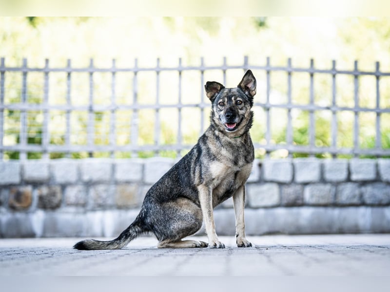 Suzi - verfressene Frohnatur sucht ihre Menschen!