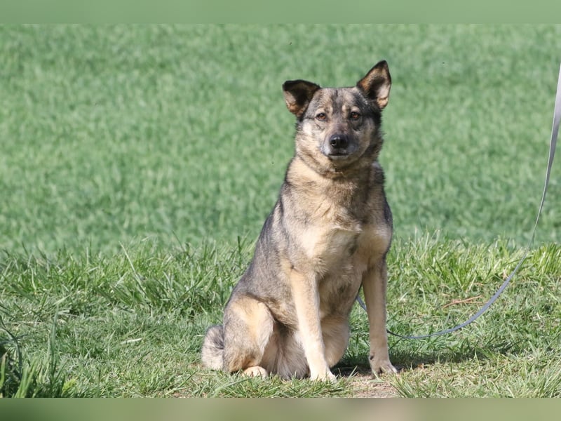 Suzi - verfressene Frohnatur sucht ihre Menschen!