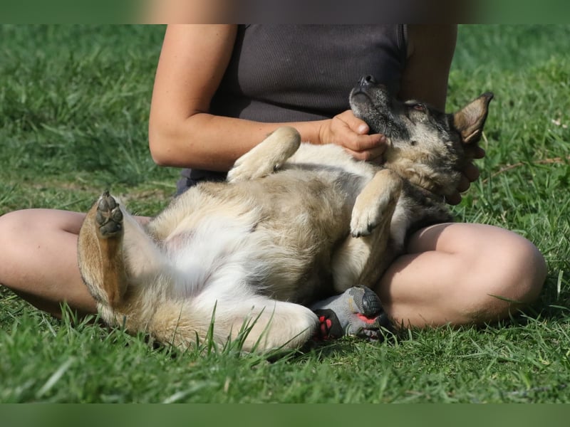 Suzi - verfressene Frohnatur sucht ihre Menschen!