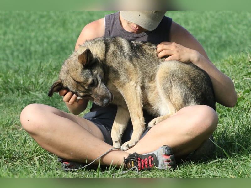 Suzi - verfressene Frohnatur sucht ihre Menschen!