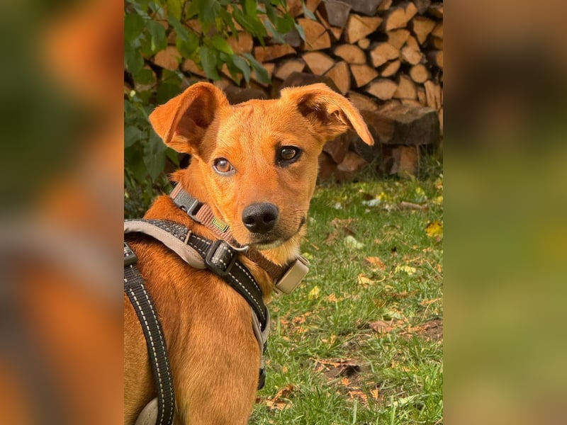 Akamaru – eine charmante Welpendame auf der Suche nach ihrem Für-immer-Zuhause