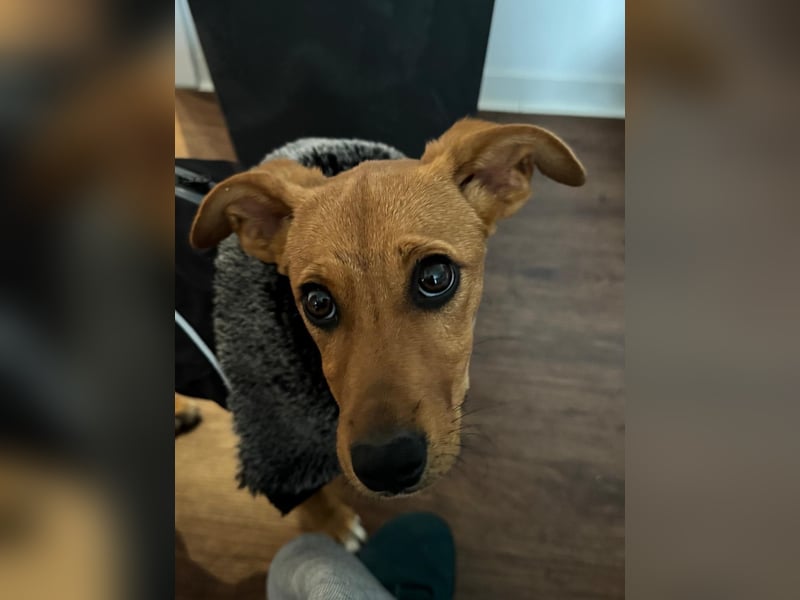 Akamaru – eine charmante Welpendame auf der Suche nach ihrem Für-immer-Zuhause