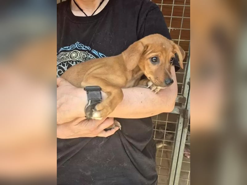 Akamaru, kleine Welpin auf Familiensuche