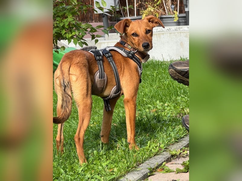 Akamaru – eine charmante Welpendame auf der Suche nach ihrem Für-immer-Zuhause