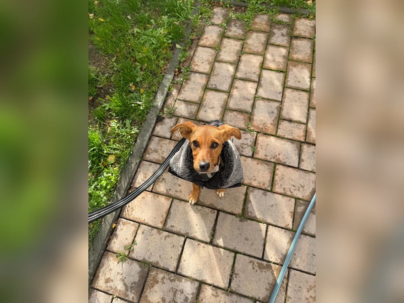 Akamaru – eine charmante Welpendame auf der Suche nach ihrem Für-immer-Zuhause