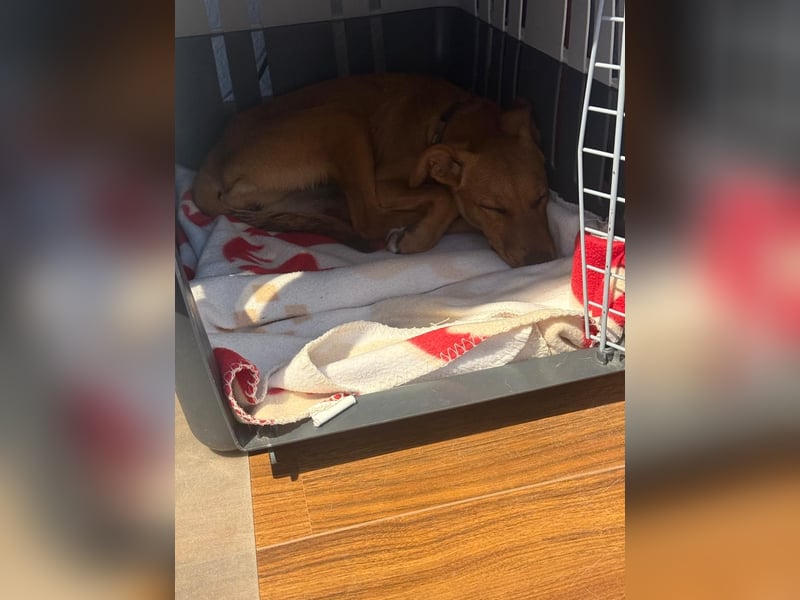 Akamaru – eine charmante Welpendame auf der Suche nach ihrem Für-immer-Zuhause