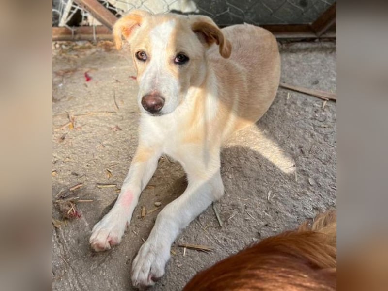 Aurora - Kokoni-Zauber auf 4 Pfoten!
