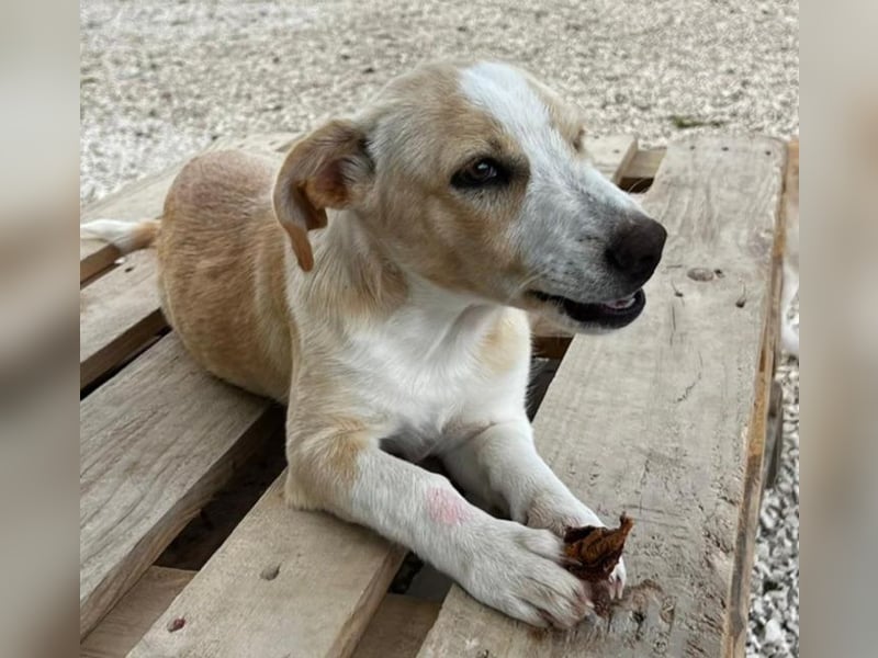 Aurora - Kokoni-Zauber auf 4 Pfoten!