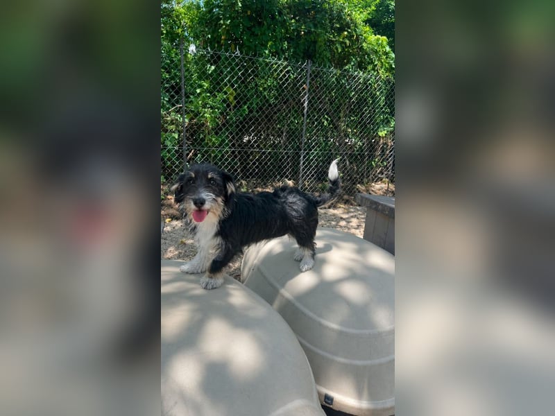 Pipi - Minihund mit Maxiherz