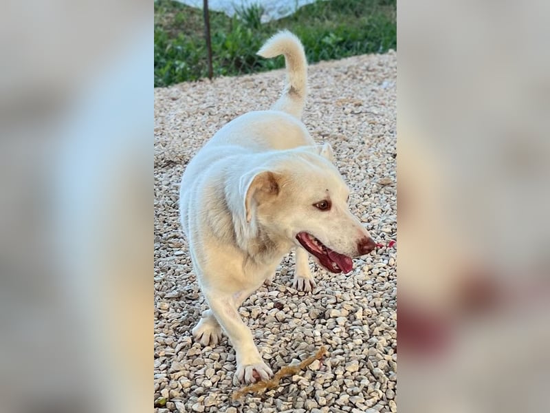 Ricky - Schoß für den Rest des Lebens gesucht