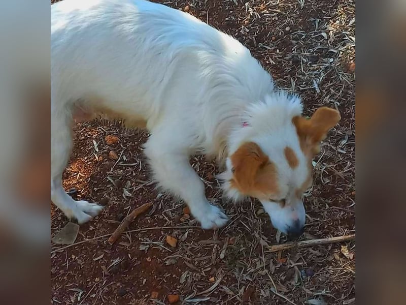 Amore - er lebte allein am Strand