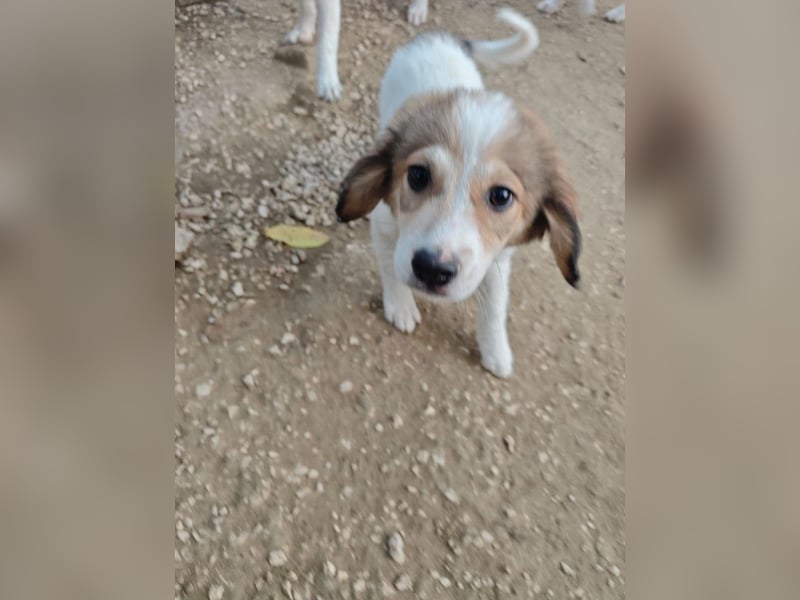Noni - unsere kleine Herzensbrecherin