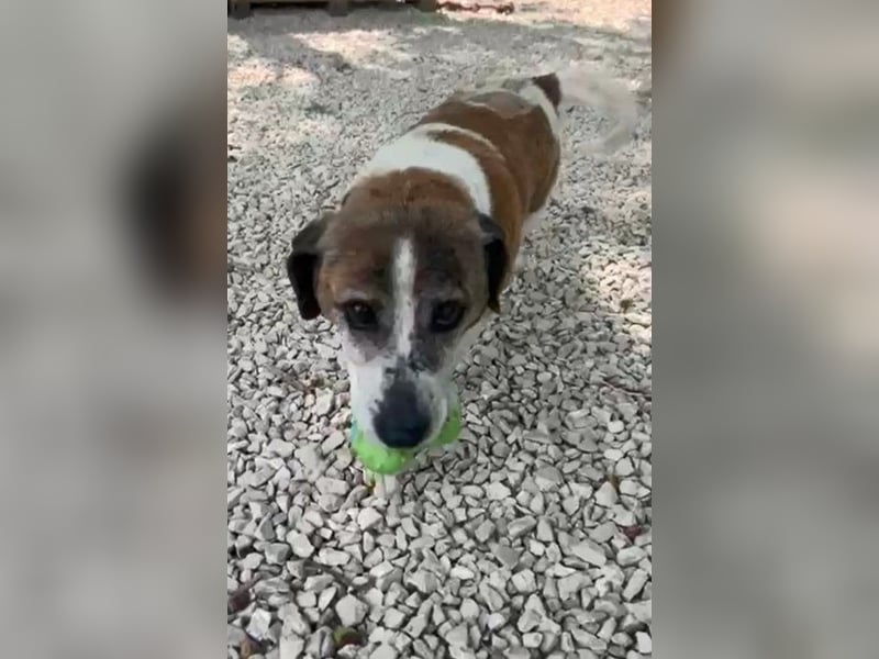 Tito - kleiner verkuschelter Mix mit großem Herzen