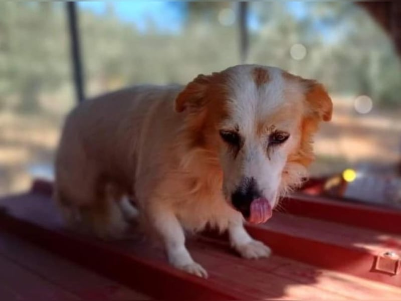 Amore - er lebte allein am Strand
