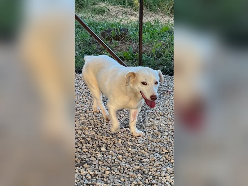 Ricky - Schoß für den Rest des Lebens gesucht