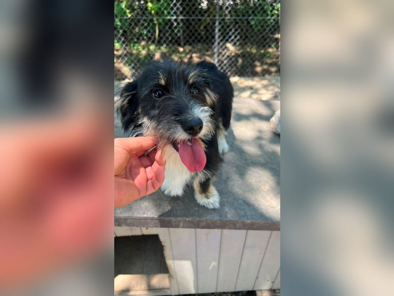 Pipi - Minihund mit Maxiherz
