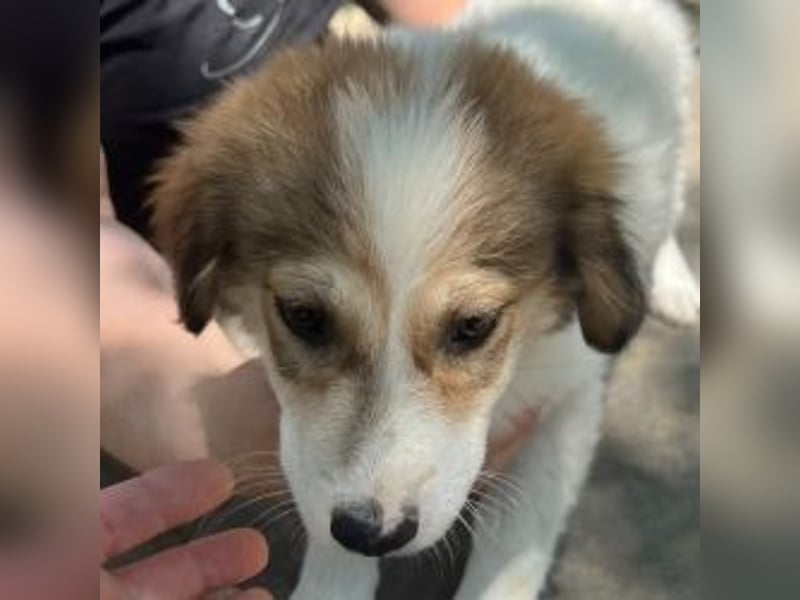 Noni - unsere kleine Herzensbrecherin
