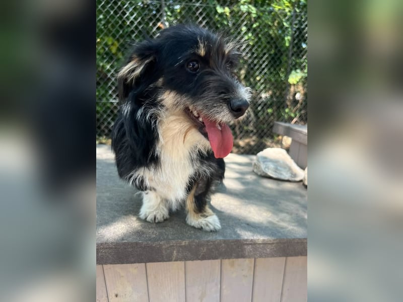 Pipi - Minihund mit Maxiherz