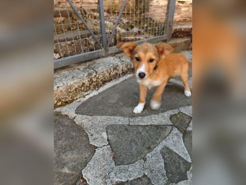 Cooper K - VORSICHT, verlieben garantiert!