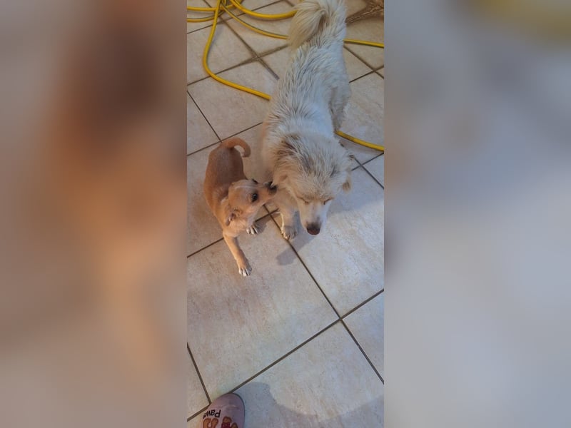 Roza F - klein und lieb, wurde ausgesetzt