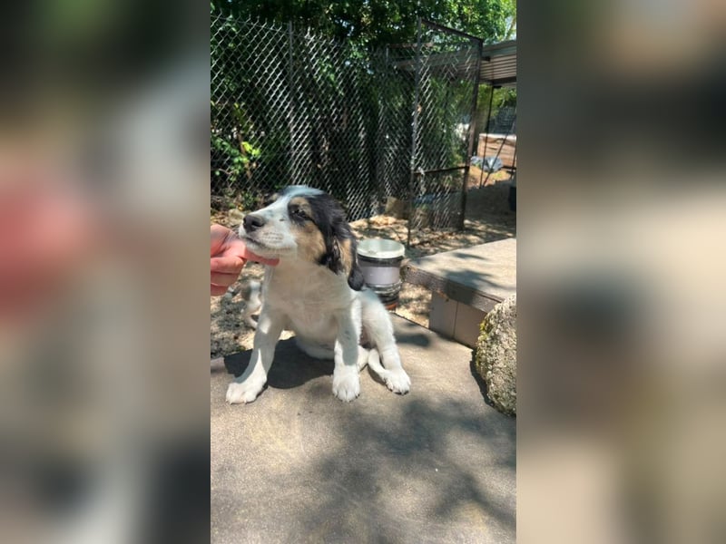 Pepi - darf ich Dein Schatten sein?