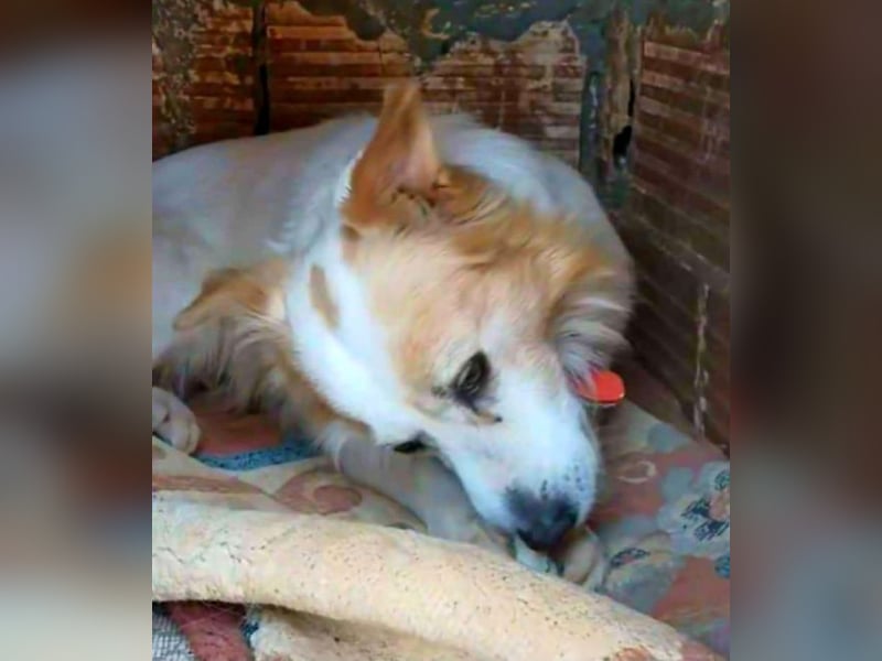 Amore - er lebte allein am Strand