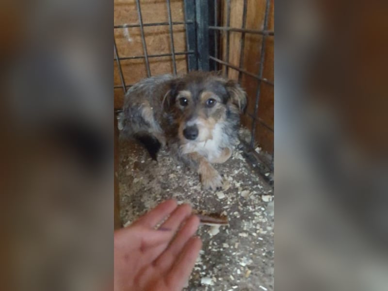 Zwiebel sucht ein Zuhause