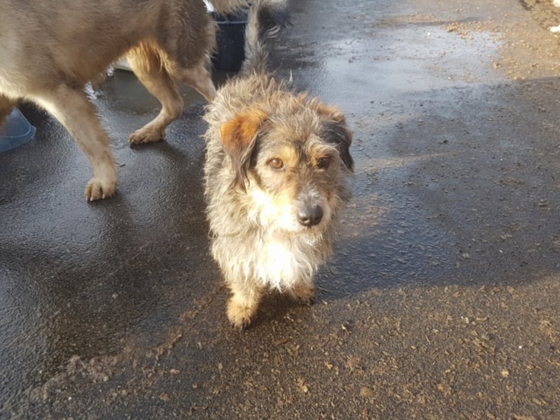 Zwiebel sucht ein Zuhause