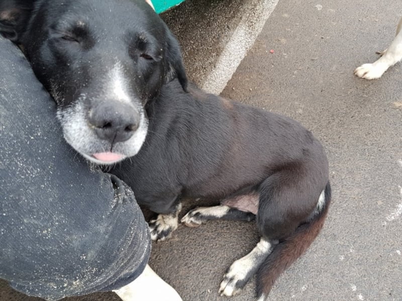 Josephine, ca. 6 Jahre alt