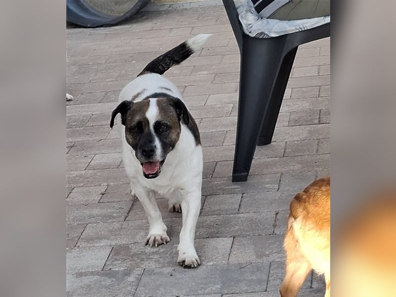 Mona sucht ein Zuhause (Vermittlungshilfe)