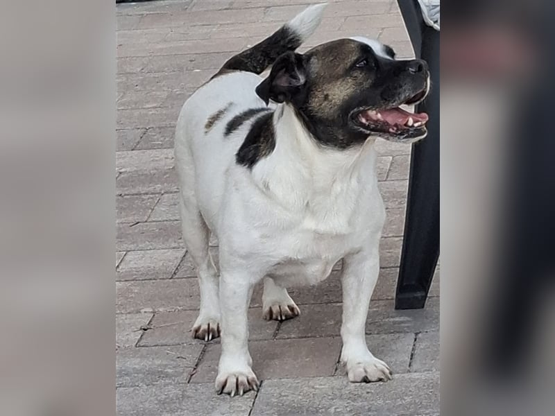 Mona sucht ein Zuhause (Vermittlungshilfe)