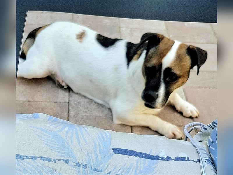 Mona sucht ein Zuhause (Vermittlungshilfe)