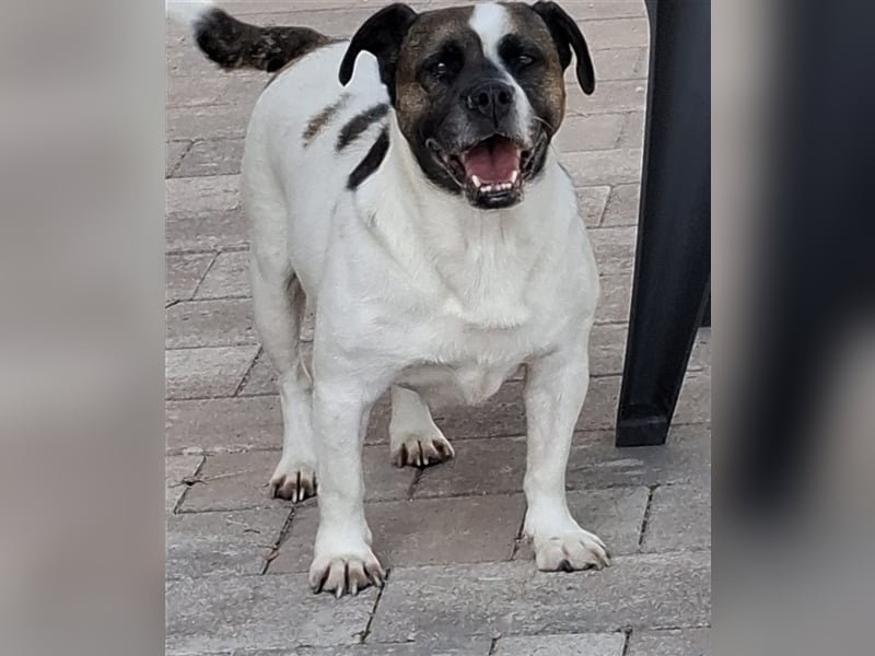 Mona sucht ein Zuhause (Vermittlungshilfe)