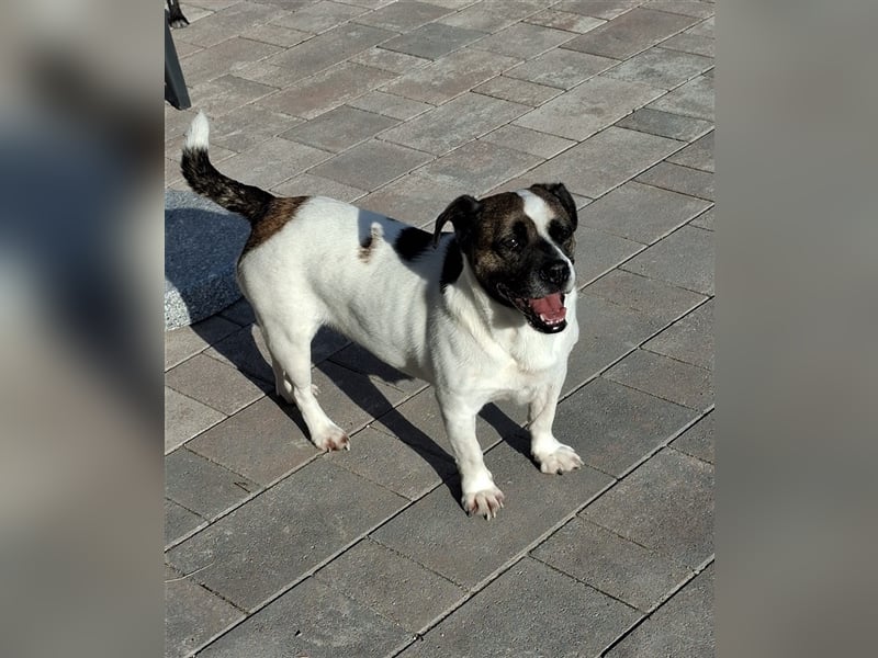 Mona sucht ein Zuhause (Vermittlungshilfe)