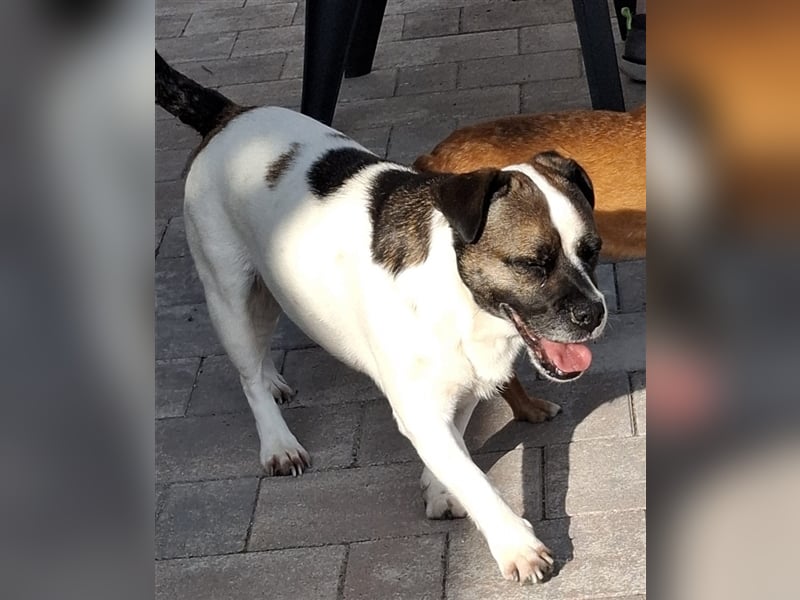 Mona sucht ein Zuhause (Vermittlungshilfe)