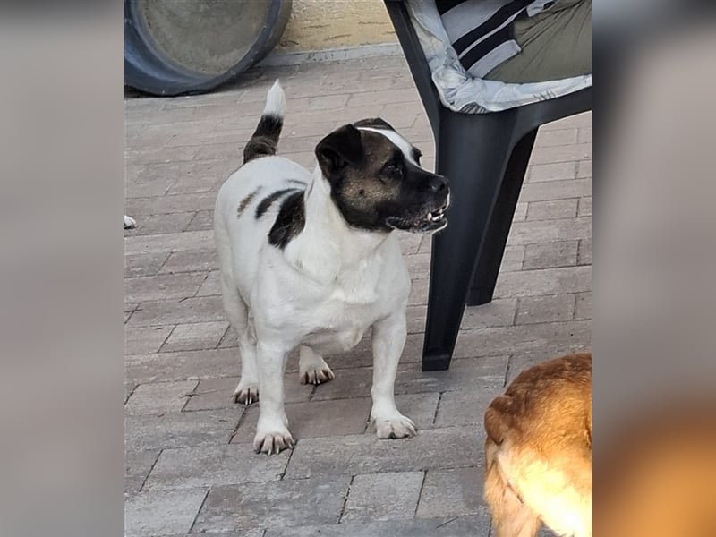 Mona sucht ein Zuhause (Vermittlungshilfe)