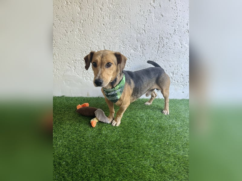 Sebestyen -Freundlicher Begleiter sucht seine Menschen!