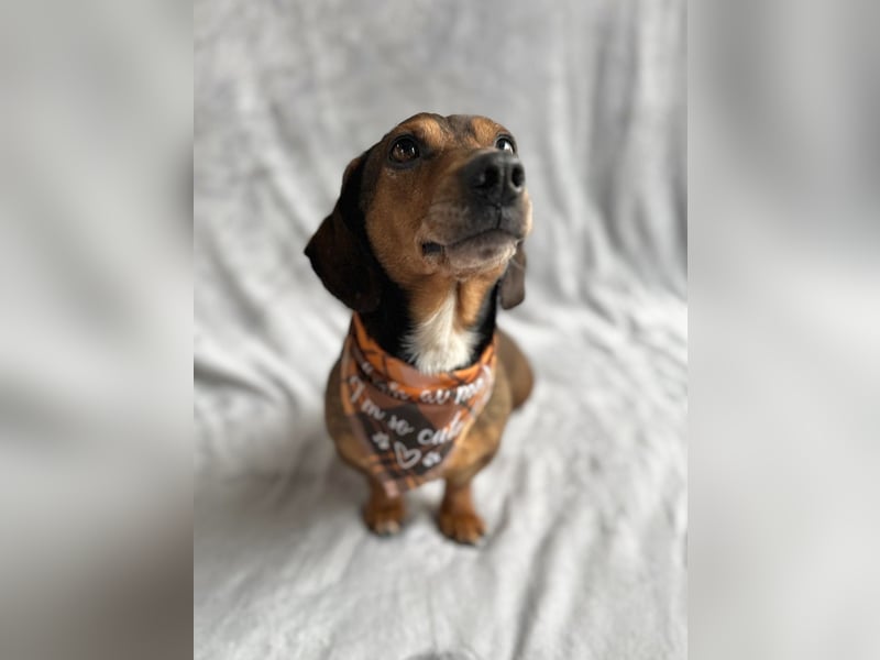 Robin - kleiner Dackelmix mit sensiblem Herz sucht sein Zuhause