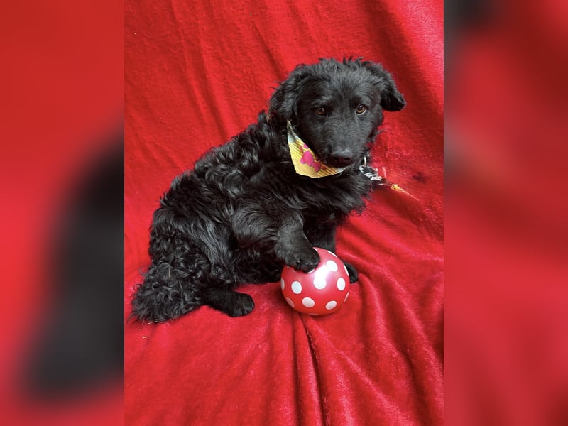 Cosmo (Cooper)- Kleiner Kuschelbär sucht sein Zuhause
