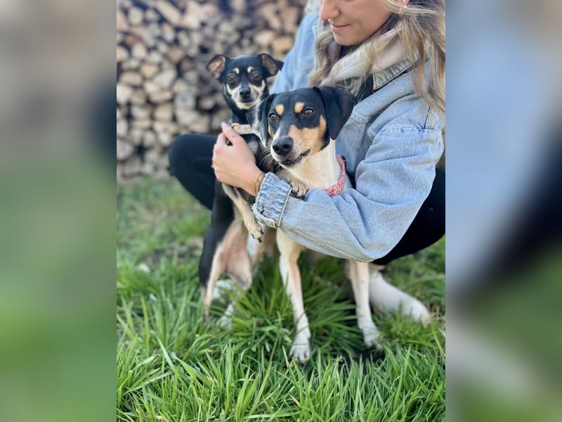 Tammy - Fröhliche kleine Hündin sucht Zuhause