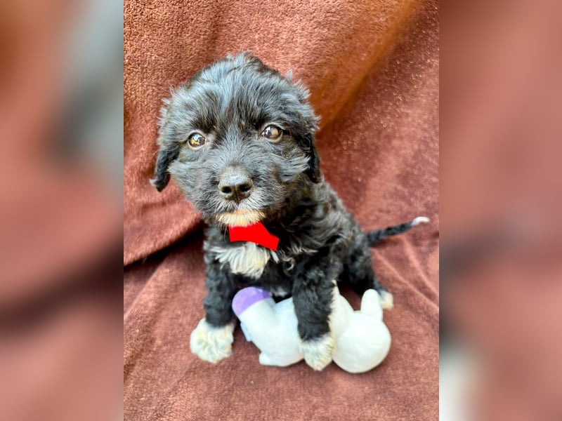 Misty - Fröhliche Misty sucht aktive Menschen fürs gemeinsame Abenteuer