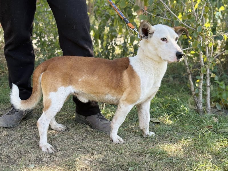 Arminka -Sensibler Begleiter mit großem Herz