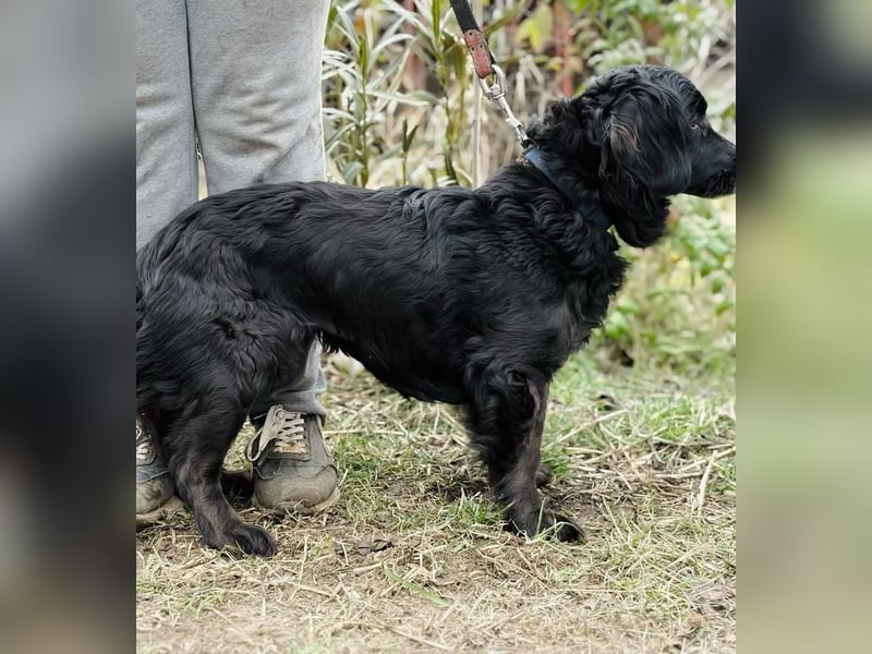 Pötyi - Liebevolle Hündin sucht behütetes Zuhause zum Ankommen und Wohlfühlen