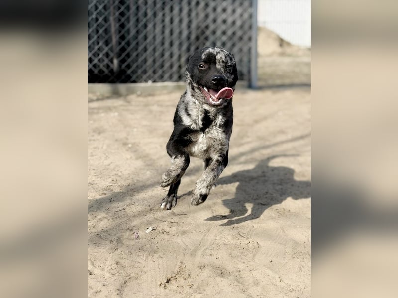 Sheldon - Sportlicher Rüde sucht aktive Familie