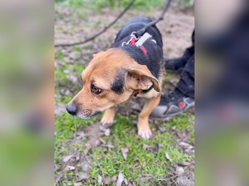 Adel - Sanfte Mischlingshündin sucht ihr Für-Immer-Zuhause