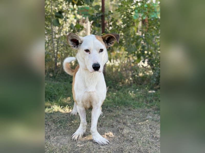 Arminka -Sensibler Begleiter mit großem Herz