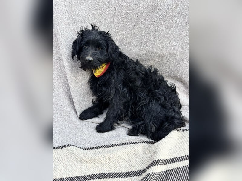 Bozont - Sanfter Schatz sucht geduldiges Zuhause *bald in 71711 Murrr*